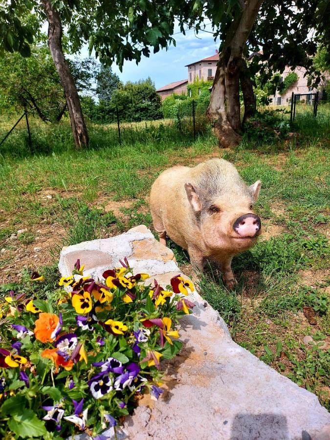 Agriturismo Azienda Agricola Ferrari M.Rita Pozza エクステリア 写真